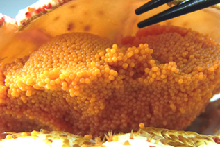 子持ち花咲ガニの画像