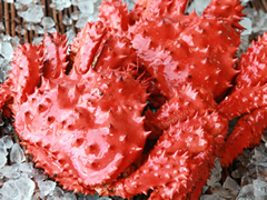 花咲ガニの画像