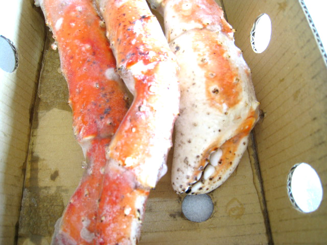 爪もでっかいですね~。迫力ありますね!