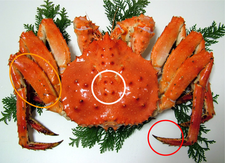 アブラガニの画像